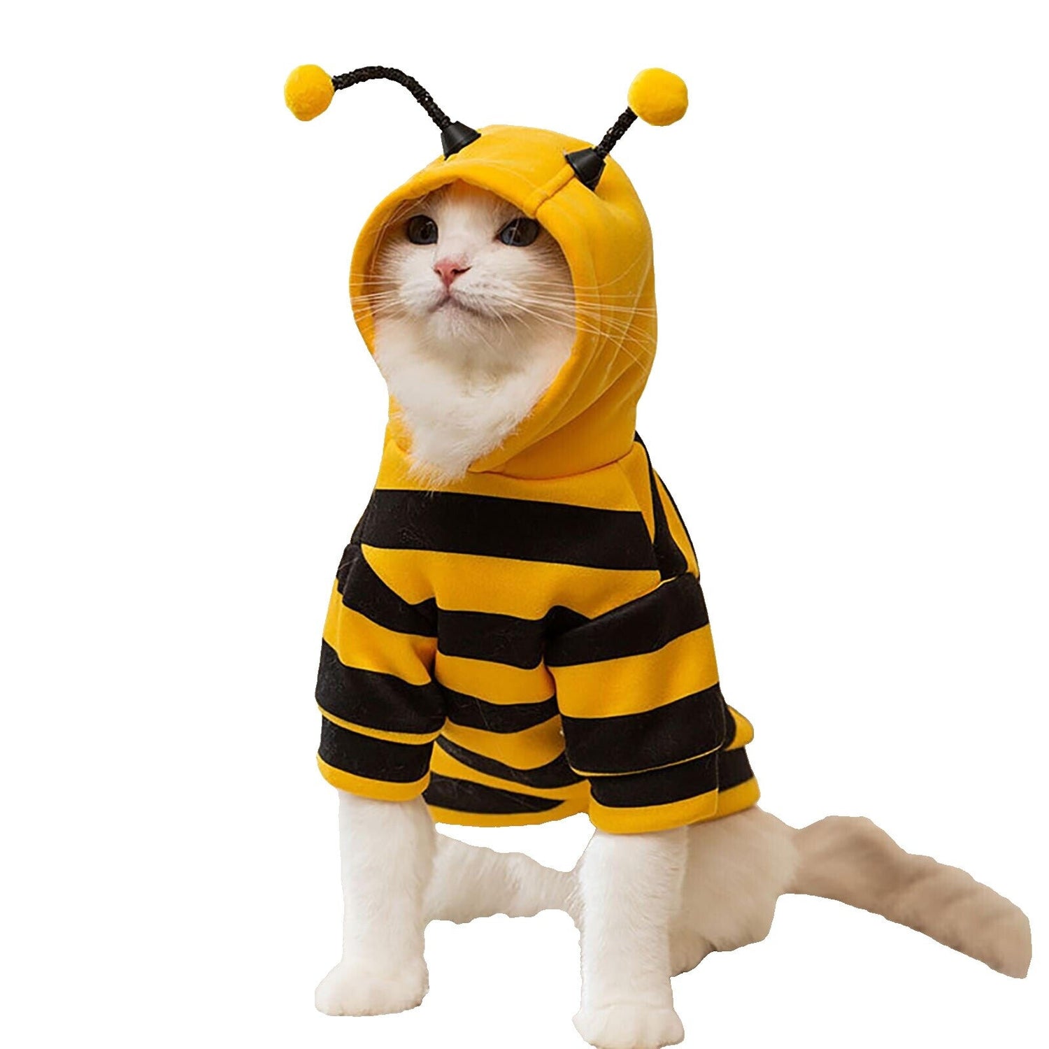 Cat Apparels and Accessories