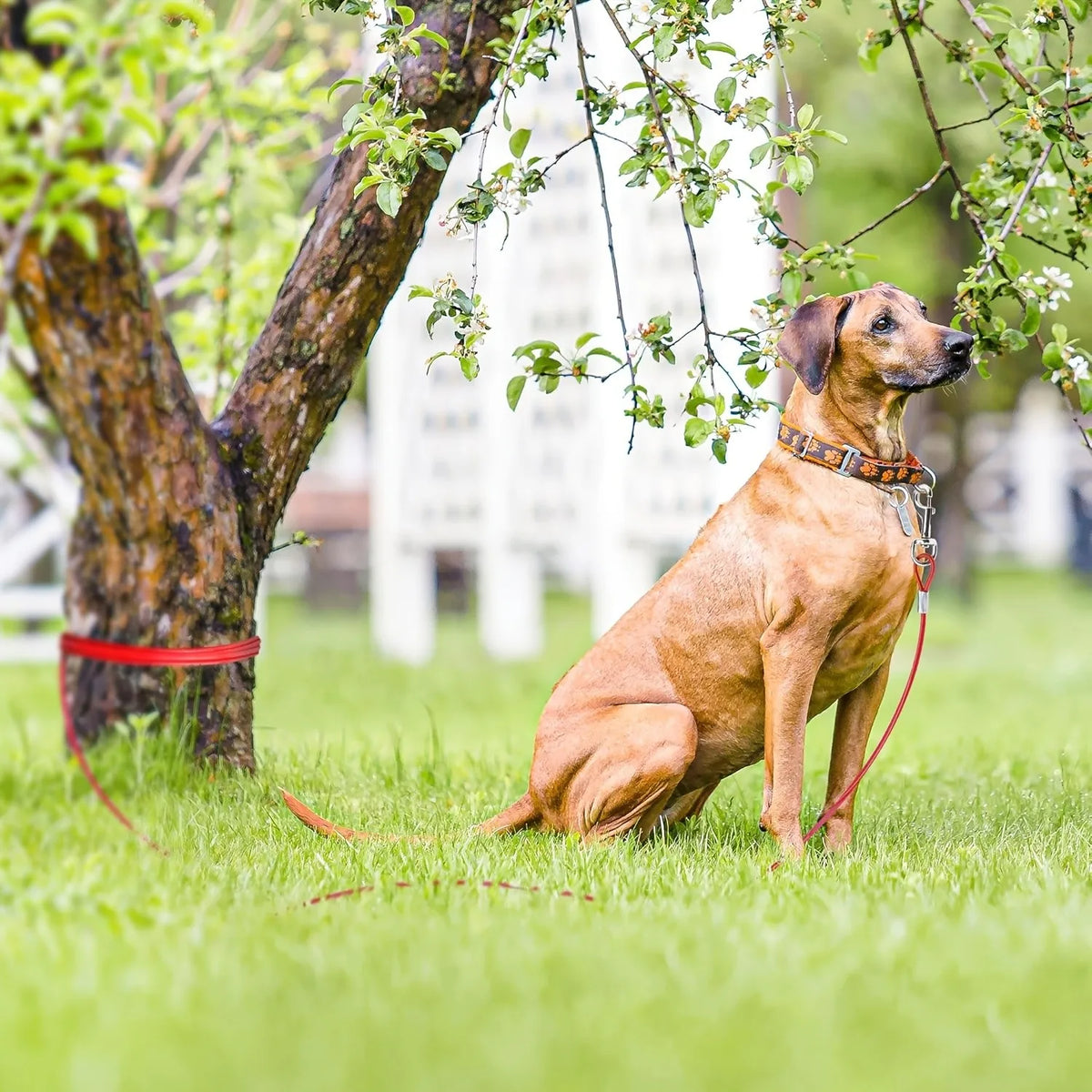 Dog Tie Out Cable 25 Feet- Heavy Duty Dog Lead Rust-Free with Quick ReleaseSwivel Clips & 360° RotatingClasp - Tangle-Free DogsRunner for Yard