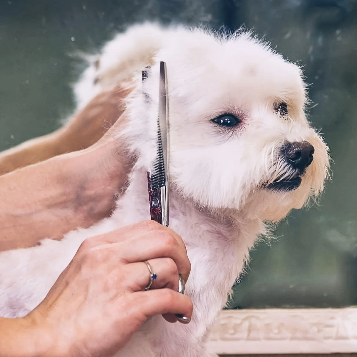 Titanium Coated Professional 6in 1 4CR Stainless Steel Dog Grooming Scissors with Safety Round Tip, Heavy Duty Pet Grooming Scis